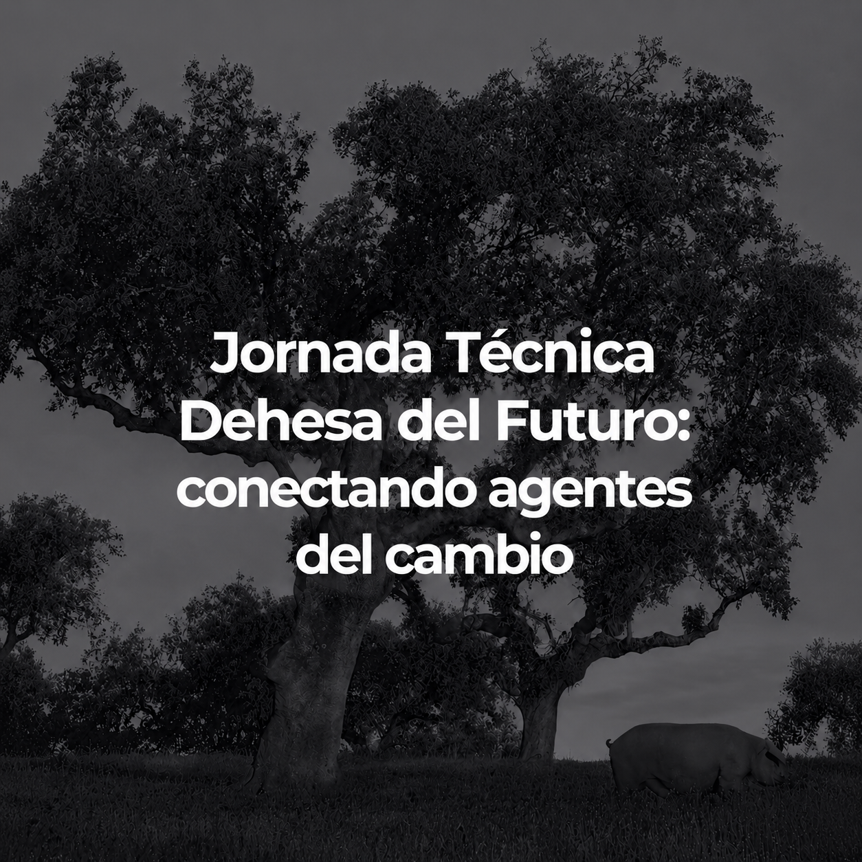 Inscripciones abiertas para la jornada técnica “Dehesa del Futuro” en Jerez de los Caballeros